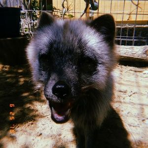 Meet your Posher, Halie